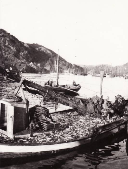 sildefisket-1918.jpg