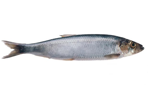 Sild